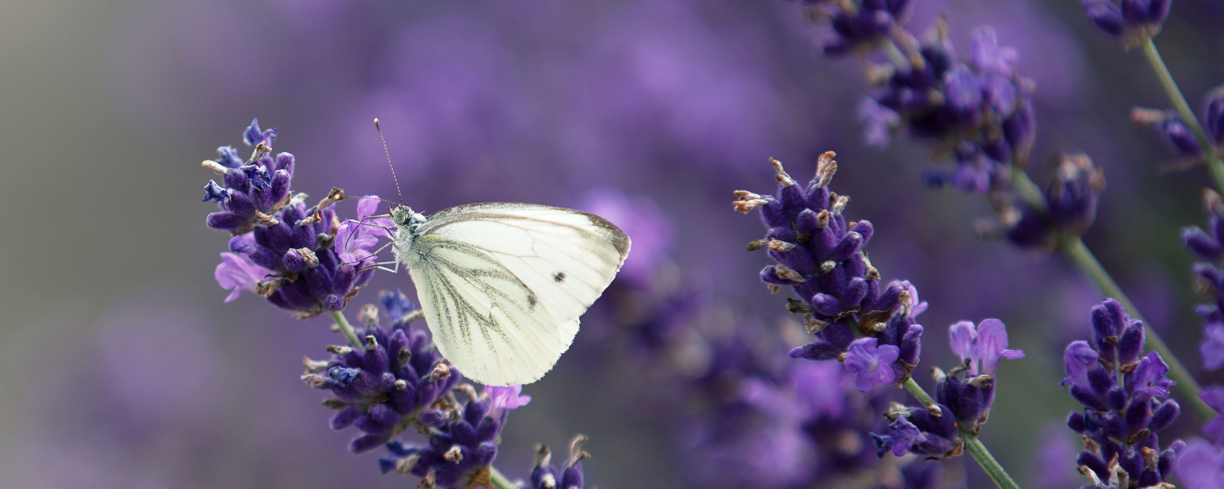 Weißer Schmetterling auf violettem Lavendel