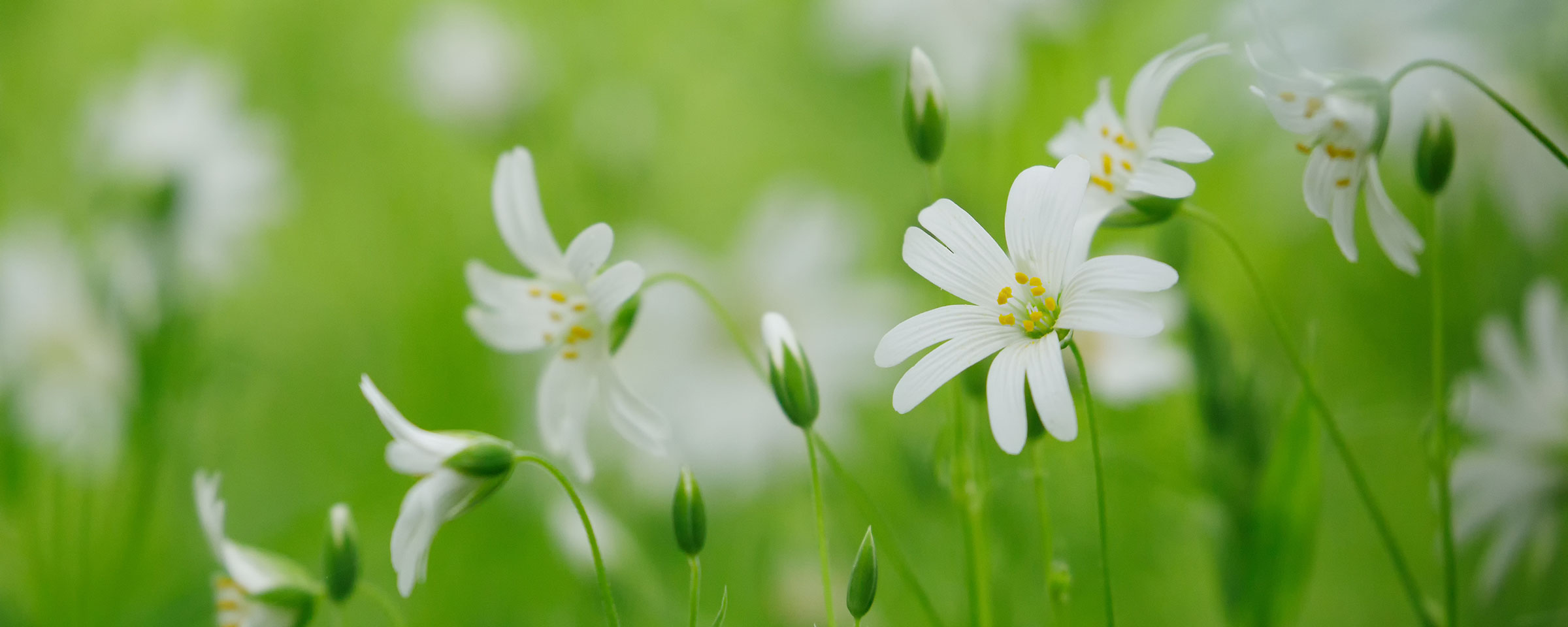 Weiße Blüten vor grünem Hintergrund